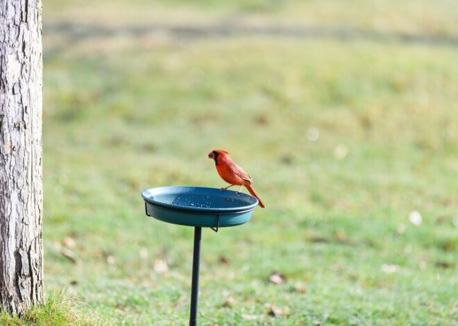 Beginner Tips for Backyard Birdwatching: Enjoy Nature at Home