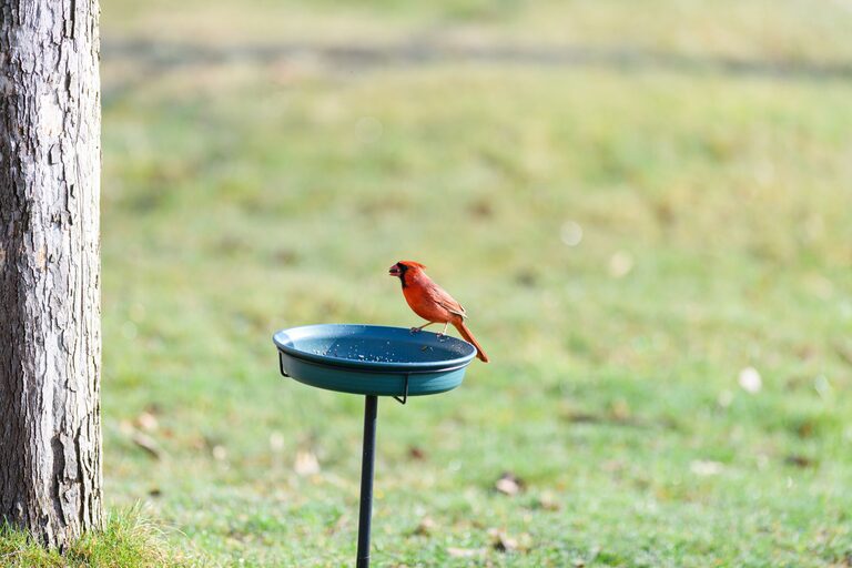 Beginner Tips for Backyard Birdwatching: Enjoy Nature at Home